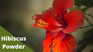 Make pure hibiscus flowers powder at home.