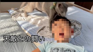 子猫が暴れる動画【ロシアンブルー】