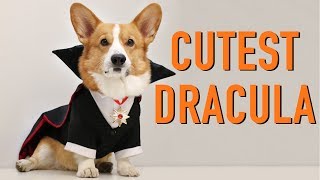 HAPPY HALLOWEEN! - Topi the Corgi
