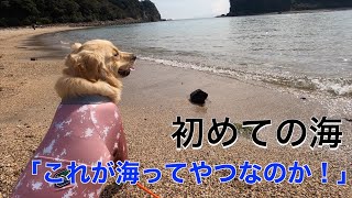 はじめての海「海？大きな川？」ビビりなゴールデンレトリバー