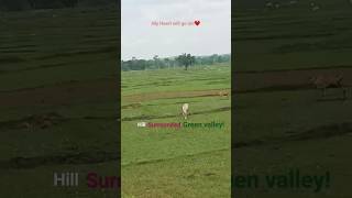 My heart will go on -Celine Dion|Hilly forest|Green valley|Nature beauty#Shorts💚🏞️💓