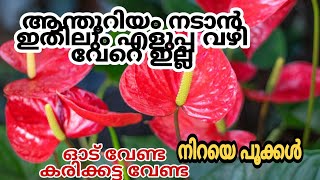 ഇനി ആന്തൂറിയം പിടിക്കുന്നില്ല എന്ന് ആരും പറയരുത് | Easy Potting Mixture for Anthurium | Anthurium