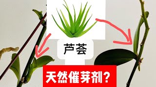 「22013」芦荟是天然催芽剂吗？用蝴蝶兰试试 // 静姐说花850