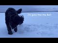 lost ball on frozen sea lyyli the pumi