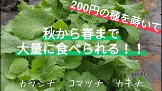 秋から春まで食べられる！【カラシナ】【コマツナ】【カキナ】