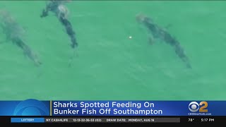 Several Sharks Spotted Off Long Island's South Shore