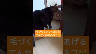 毛づくろいしてあげるてんかん持ちのやさしいネコ#shorts #cat #保護猫#猫のいる暮らし #猫好きさんと繋がりたい #cute