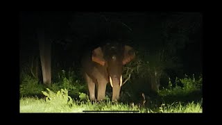 Masinagudi #nilgiris #Night #wildlife #elephant and #tiger