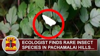 Ecologist finds 'Rare Insect Species' in Pachamalai Hills, Tiruchiraplli | Thanthi TV