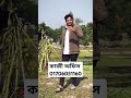 আপনি বিয়ে করেছেন না আপনার বউ আপনাকে বিয়ে করেছে wedding বউ