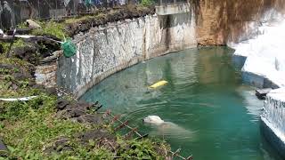 こんなの朝飯前のゴーゴ 2019/05/23 天王寺動物園のホッキョクグマ