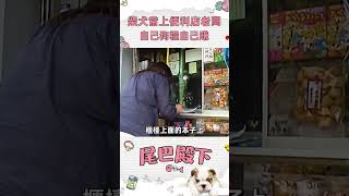 😂柴犬當上便利店老板！自己狗糧自己賺！💰🐶#shorts