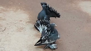 sel.. IND fentel chik per .. zalabapu pigeon farm bechraji Gujarat