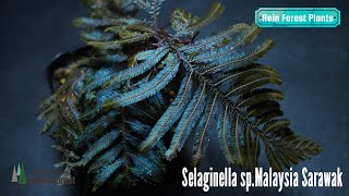 【熱帯植物】マレーシア産 セラギネラの植替えをするだけの映像[ Selaginella Replanting ]