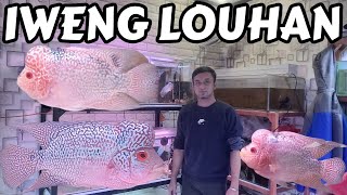 PASAR  IKAN HIAS PARUNG LAGI ADA IKAN LOUHAN MACEM MACEM DI KIOS IWENG LOUHAN