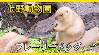 Ueno Zoo prairie dog/meerkat cute! Digging dance, everyone stands upright, munching time