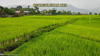 OSONGULUNAN OKU