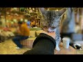 【2 22猫の日】猫カフェmocha秋葉原店【可愛いニャンコをもふもふ】