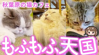 【2/22猫の日】猫カフェMOCHA秋葉原店【可愛いニャンコをもふもふ】