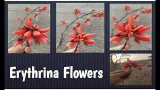 Erythrina variegata  l Tiger claw tree flowers l  Coral  flowers #shorts #ytshorts #youtubeshorts