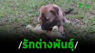 ฮือฮา! รักต่างสายพันธุ์ระหว่างสุนัขแสนรู้กับลูกห่านตัวจิ๋ว | 06-01-63 | ตะลอนข่าว