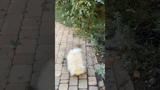 an adorable white dog barking||ఒక పూజ్యమైన తెల్ల కుక్క మొరిగేది@ABdreambrothers