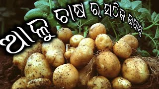 ଆଳୁ ଚାଷ କେମିତି କରିବେ||How to grow patatoes||Patatoes cultivated||Gaonlia farming odisha||