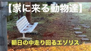 【家に来る動物達】朝日の中走り回るエゾリス