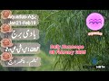 08 february 2025 daily horoscope in urdu today tarot card reading latest boltay hath astrology