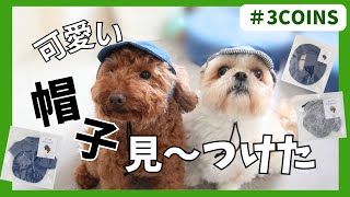 【3COINS】300円で帽子売ってたから買ってみたけど、これでええんか？www～多頭飼い～チワワ・シーズー・ミニチュアピンシャー・トイプードル