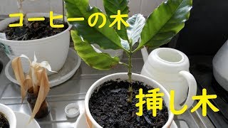 コーヒーの木を挿し木してみました　(´・ω・`)