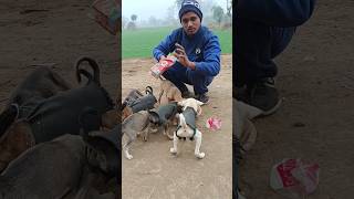 सुकून चाहिए ना तो यह करो🙏🙏🙏🙏#ytshorts #shorts #dog #doglover #animals