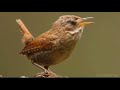 winter wren suara melengking polume tembus roll tembak