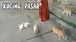 KUCING PASAR YG LUCU LUCU☺️☺️☺️