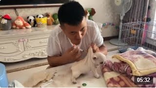 小伙给四只法国斗牛犬打疫苗，手法专业，老婆却说看不了这种场面