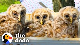 Guy Climbs 25-Foot Tree To Reunite The Tiniest Baby Owls With Their Mom | The Dodo