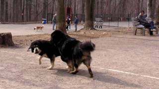 Chembo Chi stalking Kimba at the dog park