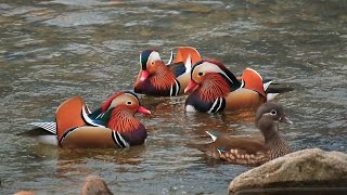 日野川のオシドリ (15-Feb-2014) Mandarin duck