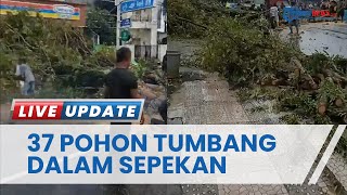 37 Pohon Tumbang akibat Hujan Deras dan Angin Kencang di Manado, DLH Bentuk Empat Tim Penanganan