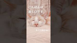 あくび通信vol.1【保護猫せのびあくび】#shorts #ねこ #保護猫 #cute #cat #catlover #cutecat #猫のいる暮らし #kitten #pet #癒し #白猫