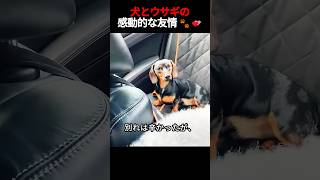 小さなウサギに対する犬の優しい愛情