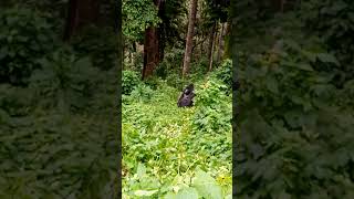 Gorilla tracking 1 #tourism #travel