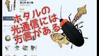 ケンサキイカ と キンメダイ の ほのぼの雑学3「ホタル」