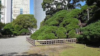 【4K】コスモス畑・三百年の松・浜離宮恩賜庭園（2021年10月3日）