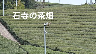 石寺の茶畑（京都府和束町）