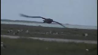 Midway Atoll . Part 13. Black-footed Albatross