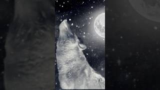 Video/Audio I took of gray wolves howling mixed with a Chelsea Wolfe song