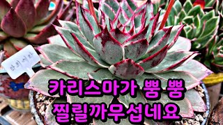 매니아님 다육은 뭔가 다르네요 ~ 보기드문 멋진 대품다육들 같이 구경하시면서 힐링 하실까요 ~