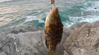 Pêche depuis une falaise Oblades