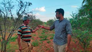 Organic Pomegranate | Paramathi Velur